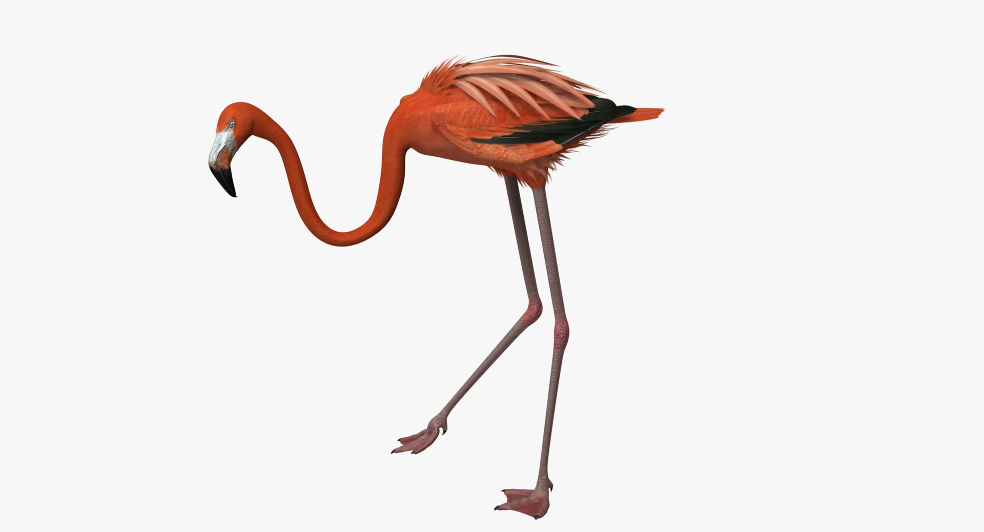 phoenicopterus ruber american flamingo 3d model https://p.turbosquid.com/ts-thumb/3k/HVWQU9/5CzYOlG1/american_flamingo_rot2/jpg/1442970147/1920x1080/turn_fit_q99/a88ee75f584a5b52f2b8b9f8d0480266dd8c0ff1/american_flamingo_rot2-1.jpg