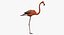 Phoenicopterus Ruber "American Flamingo"