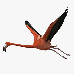 Phoenicopterus Ruber "American Flamingo"