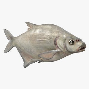 3D model Silver Bream Fish Rigged for Cinema 4D