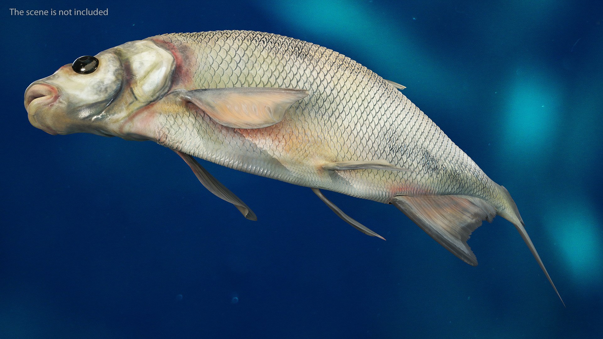 3D Model Silver Bream Fish Rigged For Cinema 4D - TurboSquid 2166903