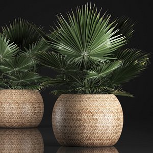 3D houseplants fan palm basket