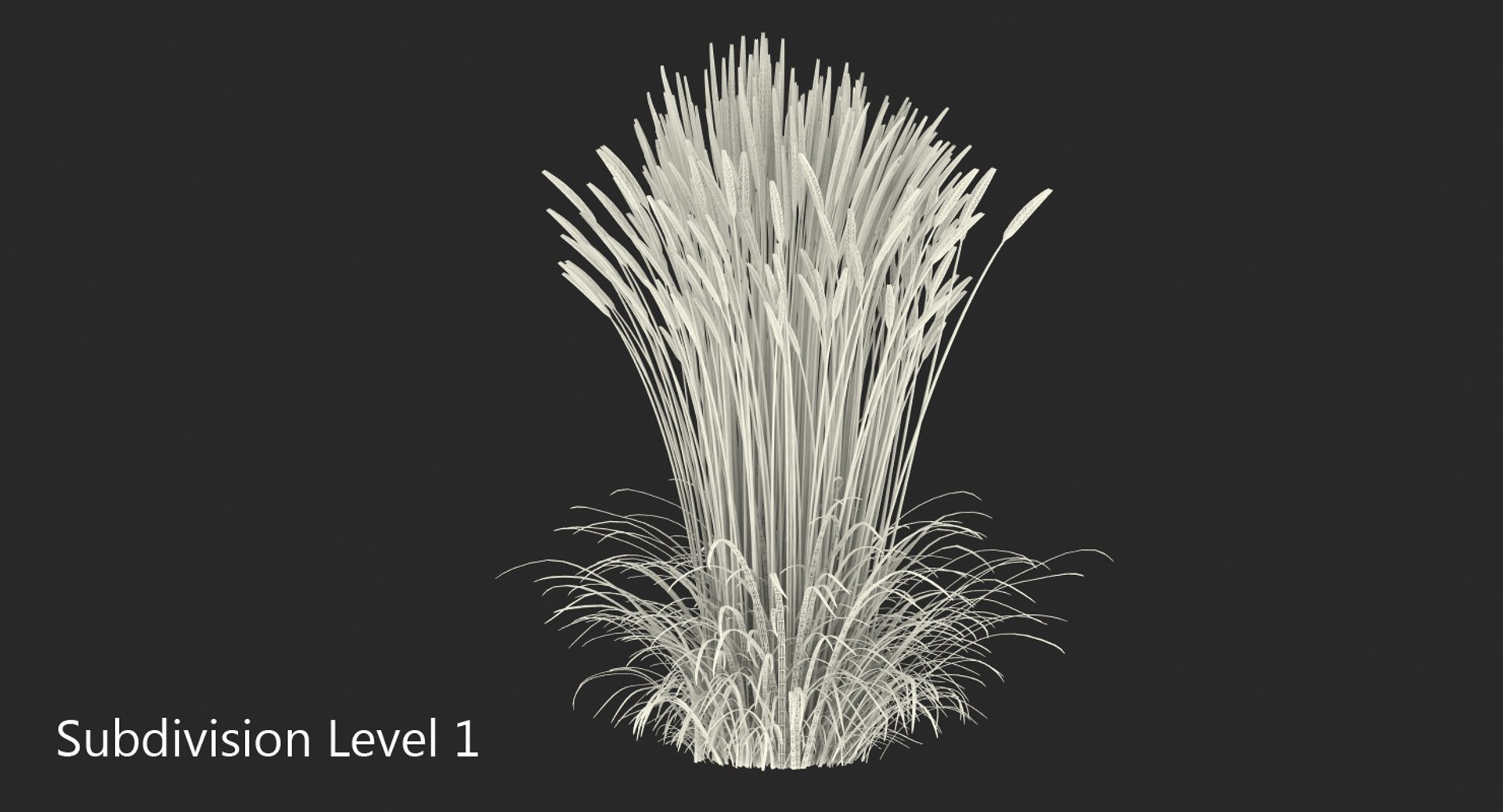 feather reed grass karl 3D https://p.turbosquid.com/ts-thumb/3k/TWunvO/BVzNDYTg/featherreedgrasskarlfoerster3dsmodel008/jpg/1511159572/1920x1080/fit_q87/906b7b28f19624221be3ac7e446d4a93fdcf11fd/featherreedgrasskarlfoerster3dsmodel008.jpg
