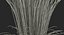 Feather Reed Grass Karl Foerster