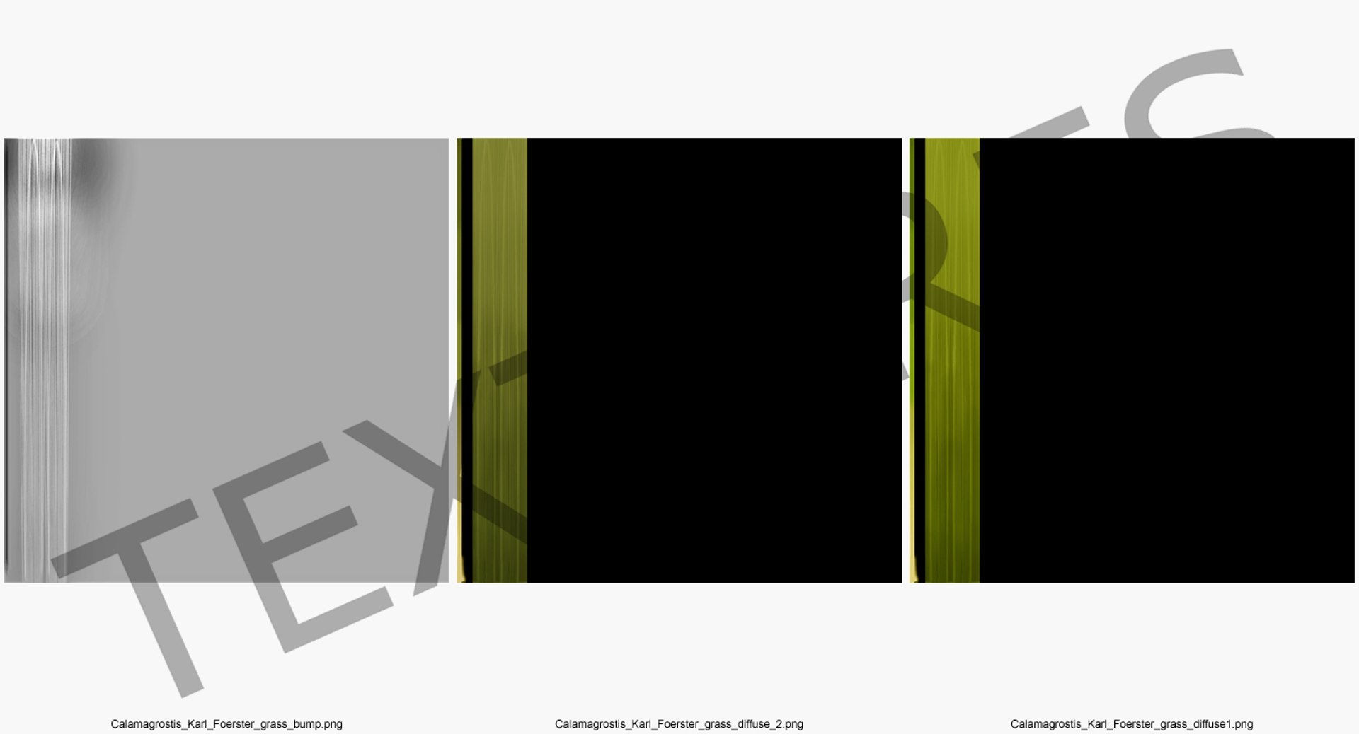 feather reed grass karl 3D https://p.turbosquid.com/ts-thumb/3k/TWunvO/DrFKCdfT/featherreedgrasskarlfoerster3dsmodel010/jpg/1511159577/1920x1080/fit_q87/7cee8c7e7cc44fe3c350eb3cec8a7543bdf0e07c/featherreedgrasskarlfoerster3dsmodel010.jpg