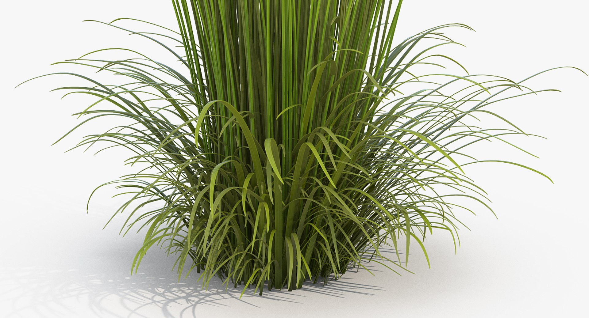 feather reed grass karl 3D https://p.turbosquid.com/ts-thumb/3k/TWunvO/EAtYZNd1/featherreedgrasskarlfoerster3dsmodel004/jpg/1511159560/1920x1080/fit_q87/217904bceae7da66f814dacf34b0ba610dc1f4eb/featherreedgrasskarlfoerster3dsmodel004.jpg