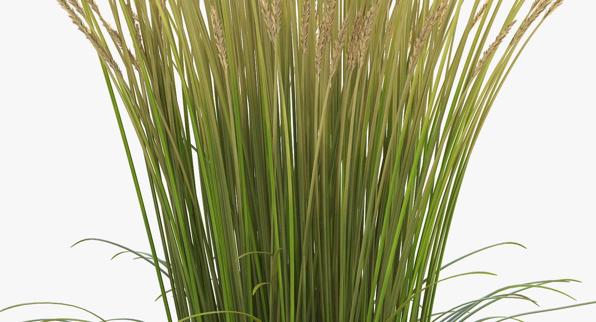 feather reed grass karl 3D https://p.turbosquid.com/ts-thumb/3k/TWunvO/MvksTyqM/featherreedgrasskarlfoerster3dsmodel005/jpg/1511159563/1920x1080/fit_q87/a5a19d985751dc4e3d4c088e2d21c8ee73043503/featherreedgrasskarlfoerster3dsmodel005.jpg