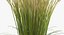 Feather Reed Grass Karl Foerster