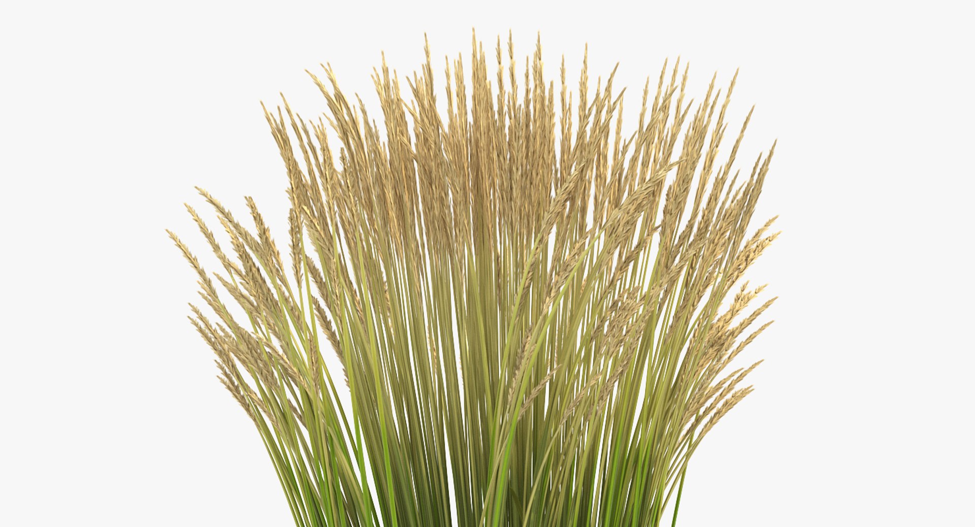 feather reed grass karl 3D https://p.turbosquid.com/ts-thumb/3k/TWunvO/h7izj607/featherreedgrasskarlfoerster3dsmodel006/jpg/1511159567/1920x1080/fit_q87/a7c196390b80992574026e348ed592dcf0d6a394/featherreedgrasskarlfoerster3dsmodel006.jpg