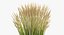 Feather Reed Grass Karl Foerster