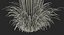Feather Reed Grass Karl Foerster