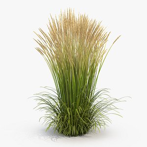 feather reed grass karl 3D