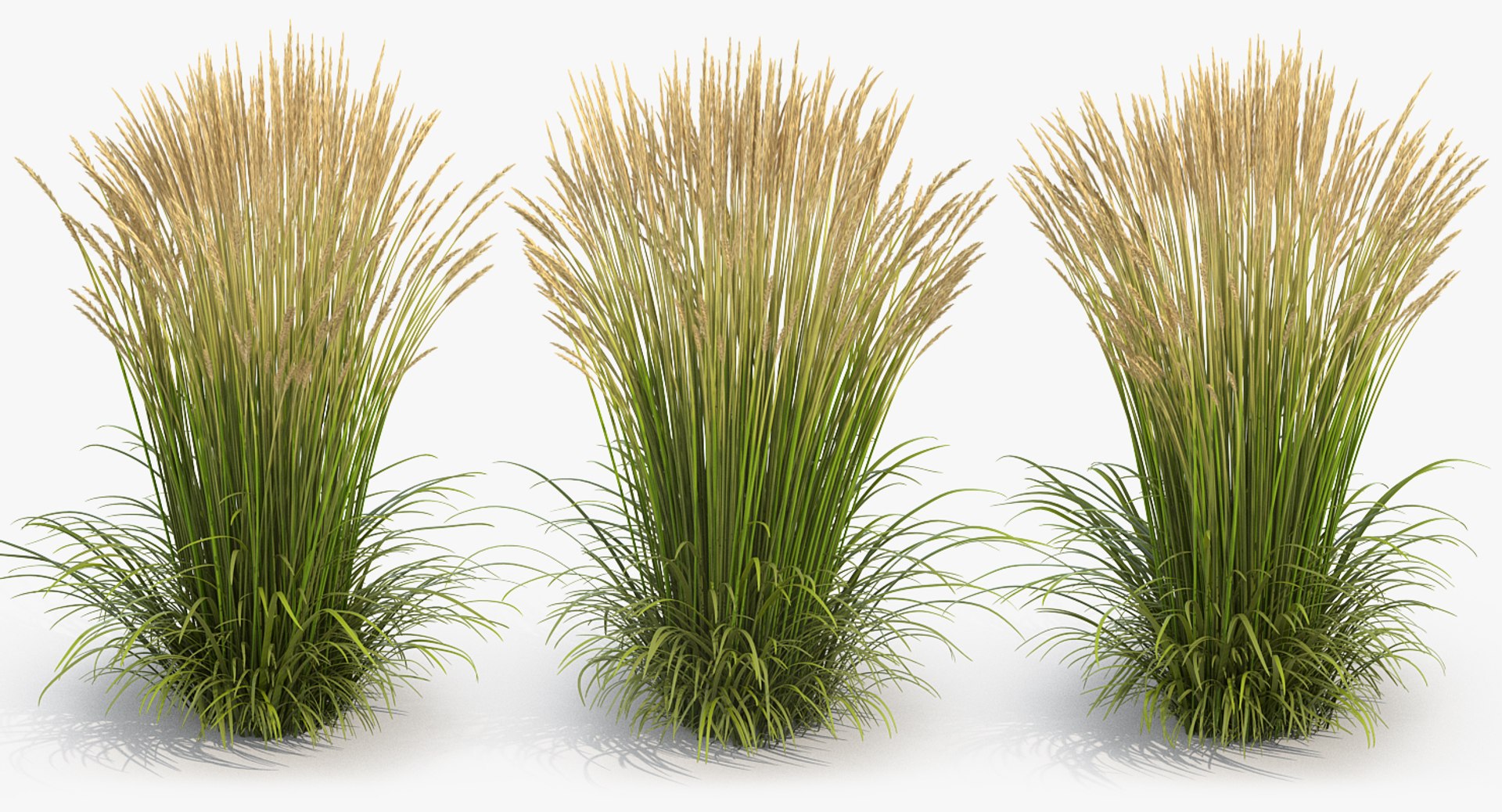 feather reed grass karl 3D https://p.turbosquid.com/ts-thumb/3k/TWunvO/siUf6Mdn/featherreedgrasskarlfoerster3dsmodel003/jpg/1511159557/1920x1080/fit_q87/59374a66ee0552bdf87e2041d78288adddc0cb28/featherreedgrasskarlfoerster3dsmodel003.jpg