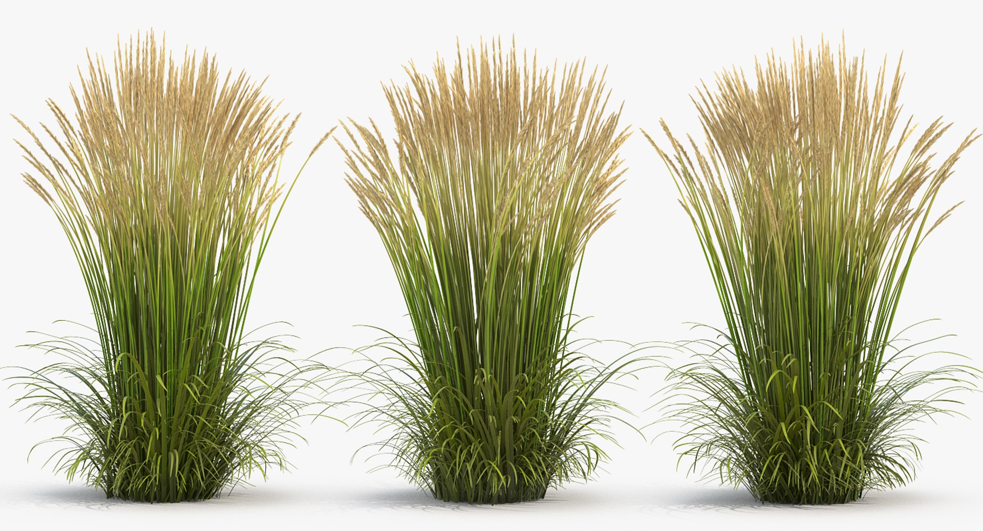 feather reed grass karl 3D https://p.turbosquid.com/ts-thumb/3k/TWunvO/t02fxpYM/featherreedgrasskarlfoerster3dsmodel002/jpg/1511159554/1920x1080/fit_q87/2fc52f2f23374f5b44ff27b715e04edb282bc47e/featherreedgrasskarlfoerster3dsmodel002.jpg