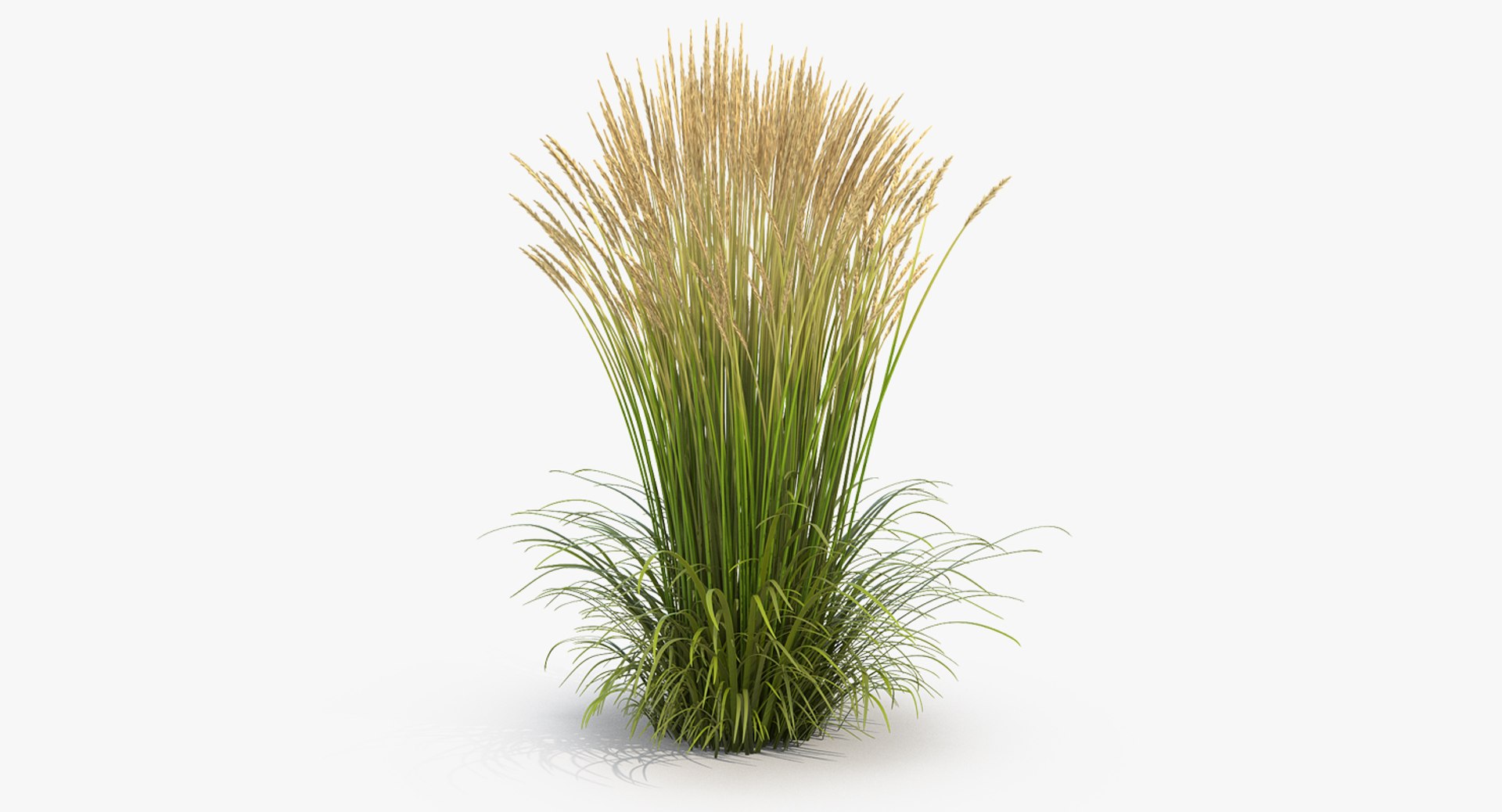 Feather Reed Grass Karl Foerster 3D model preview