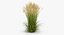 Feather Reed Grass Karl Foerster