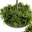 Collection plant vol 02- hanging - ampelous - bush - Cinema 4d - 3dsmax