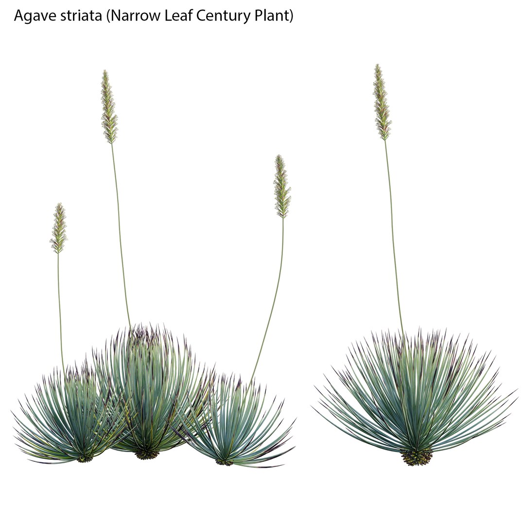 3D Agave striata - Narrow Leaf Century Plant 02 model - TurboSquid 2053108