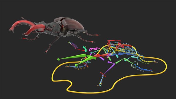 modelo 3d Colección de insectos voladores manipulados 5 - TurboSquid ...