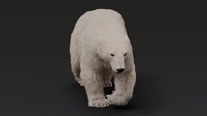 3D Polar bear