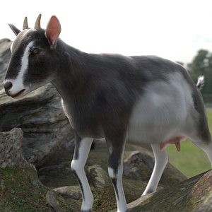 Domestic Goat Fur Rigged for Blender