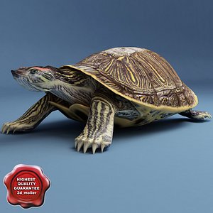 turtle red-eared slider static 3d max