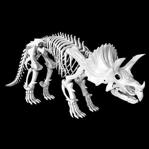 Rigged triceratops skeleton