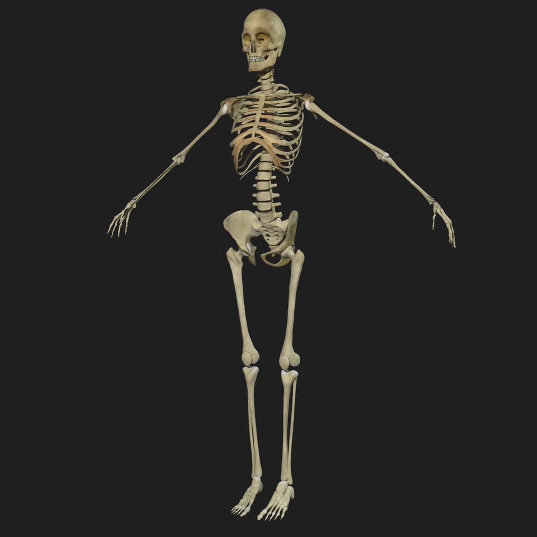 female skeleton skin 3d obj