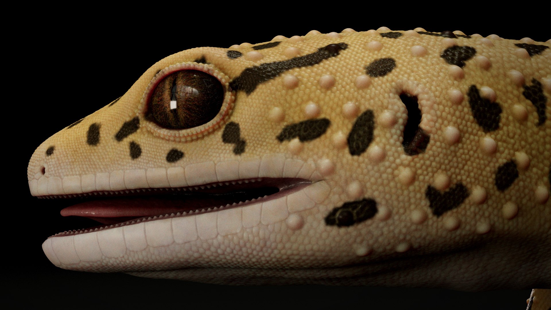 HQ Leopard Gecko 3D model https://p.turbosquid.com/ts-thumb/3l/CM0EBf/36/s7copy/jpg/1754803479/1920x1080/fit_q87/aa4d01e04fb337d48f73be9e4b37a56b3c42eb81/s7copy.jpg