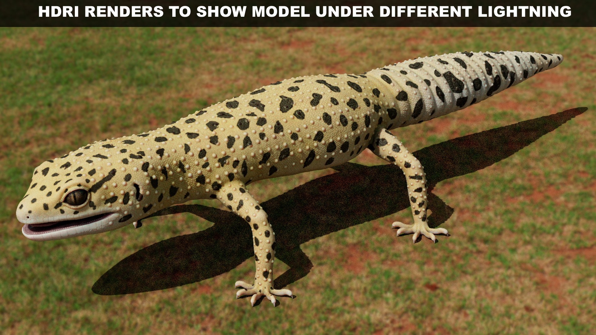 HQ Leopard Gecko 3D model https://p.turbosquid.com/ts-thumb/3l/CM0EBf/4k/s31copy/jpg/1754803487/1920x1080/fit_q87/92ccbafc8f2b2682fe4ebe59c20f433b3e595814/s31copy.jpg