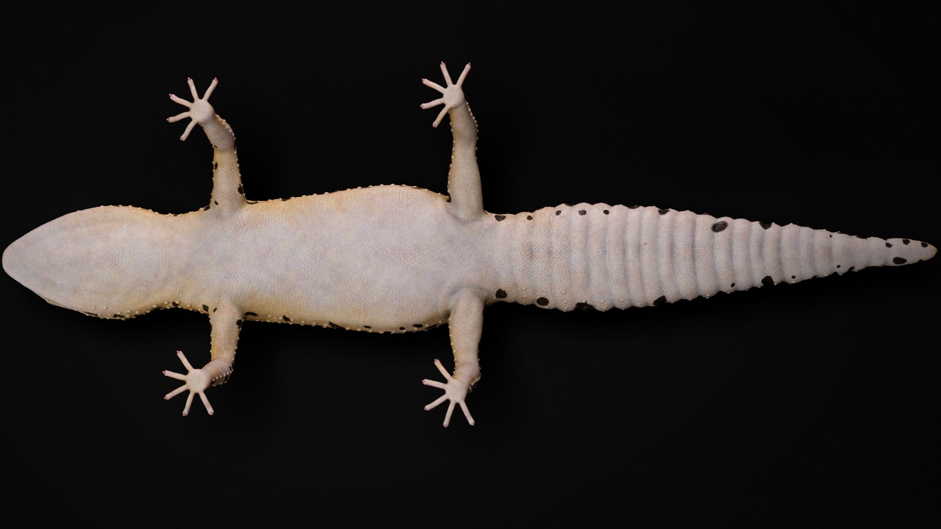 HQ Leopard Gecko 3D model https://p.turbosquid.com/ts-thumb/3l/CM0EBf/F4/s17copy/jpg/1754803485/1920x1080/fit_q87/3941edf730171814ac5d8146bf823690fc5a98b1/s17copy.jpg