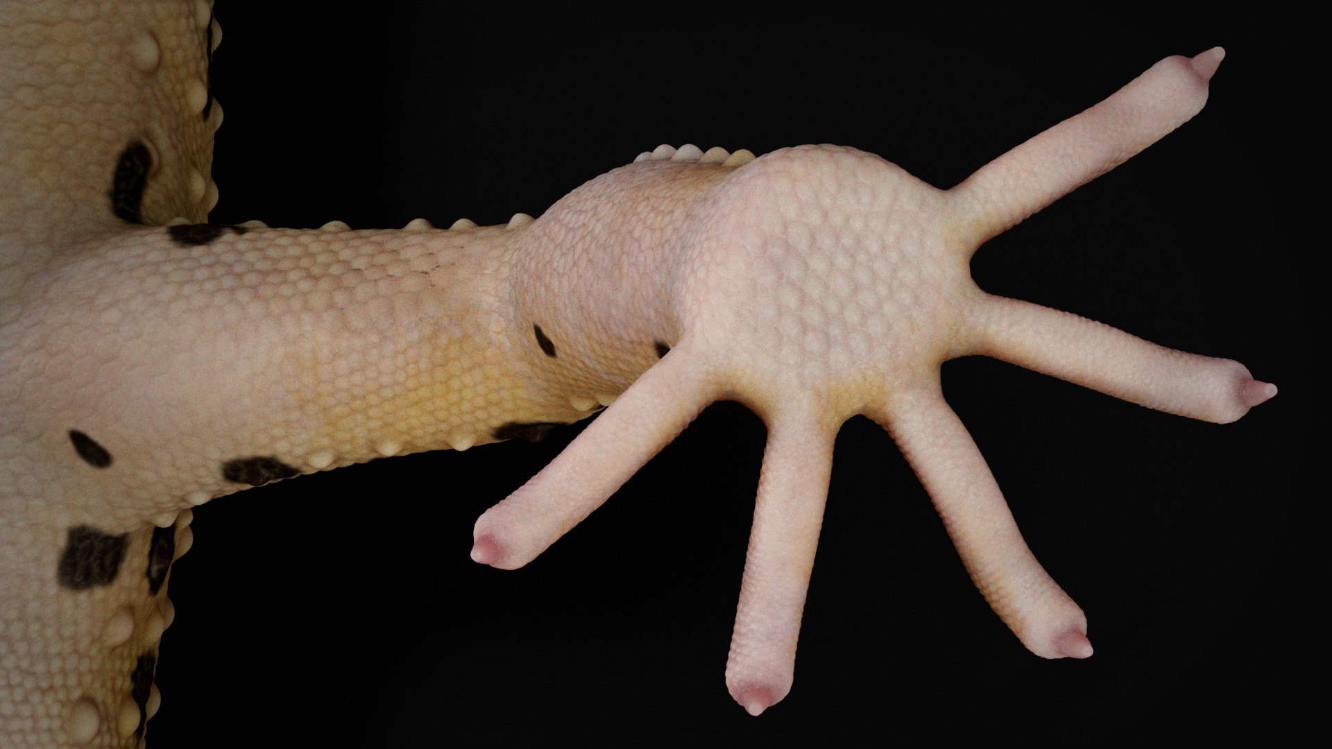 HQ Leopard Gecko 3D model https://p.turbosquid.com/ts-thumb/3l/CM0EBf/Ix/s18copy/jpg/1754803486/1920x1080/fit_q87/ab0a641b20cd6fae61be14f6dfd02b56f028e30d/s18copy.jpg