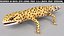 HQ Leopard Gecko 3D model