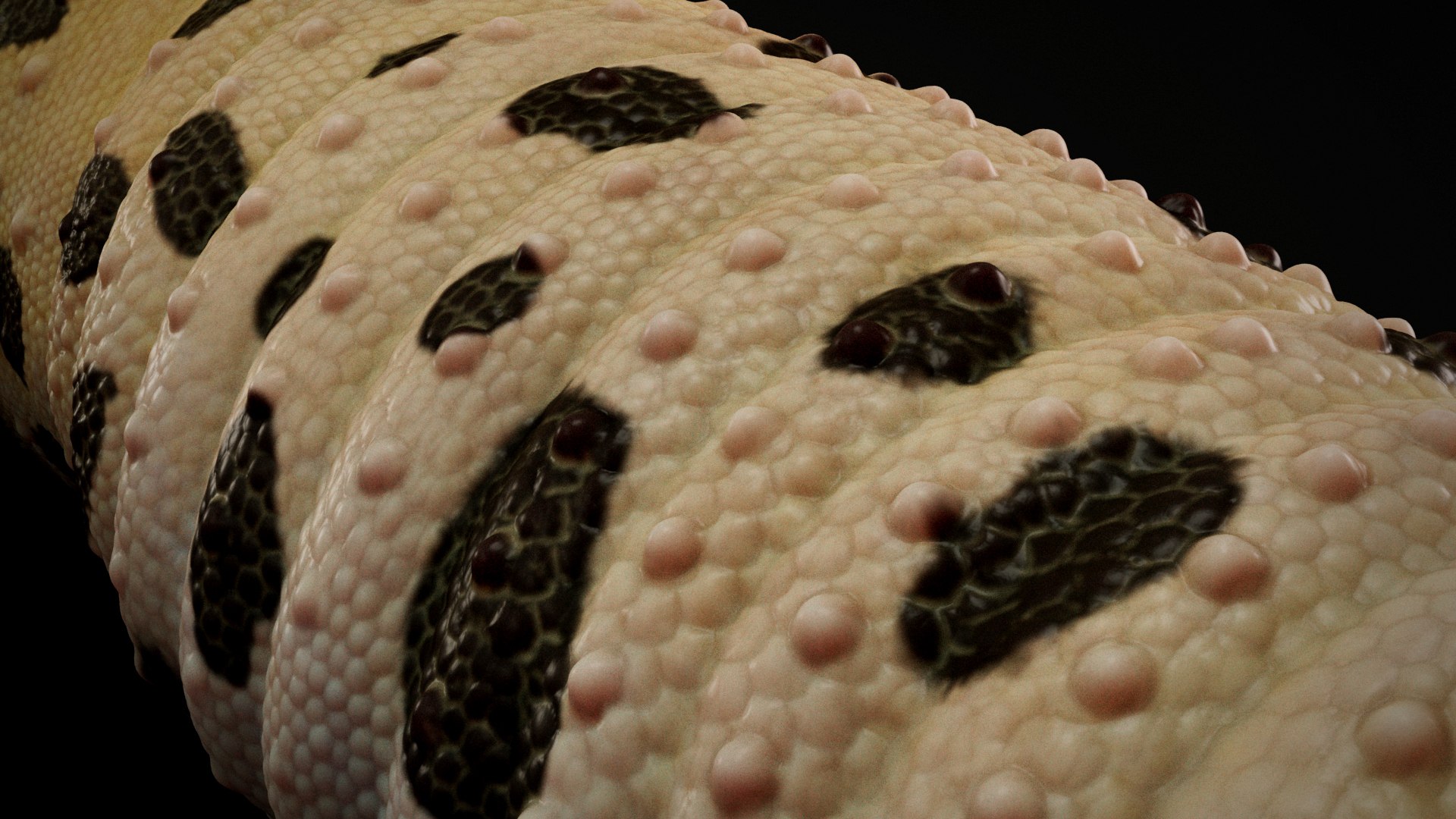 HQ Leopard Gecko 3D model https://p.turbosquid.com/ts-thumb/3l/CM0EBf/Wq/s9copy/jpg/1754803479/1920x1080/fit_q87/2a37ab164db6dc98ec4c61a95d57c45e33a28e61/s9copy.jpg