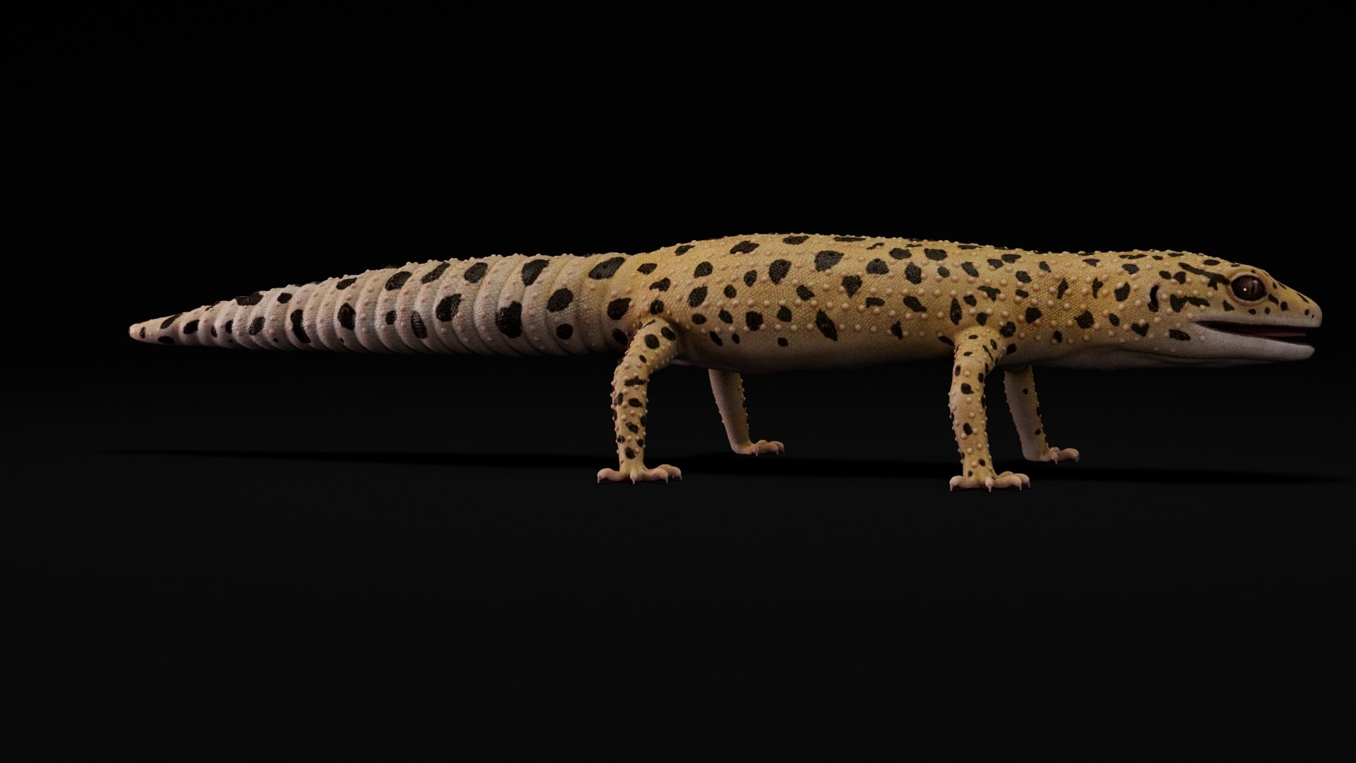HQ Leopard Gecko 3D model https://p.turbosquid.com/ts-thumb/3l/CM0EBf/Yu/05/jpg/1754803565/1920x1080/fit_q87/1dba215758e4262c077400bc115aff137a74ed1b/05.jpg