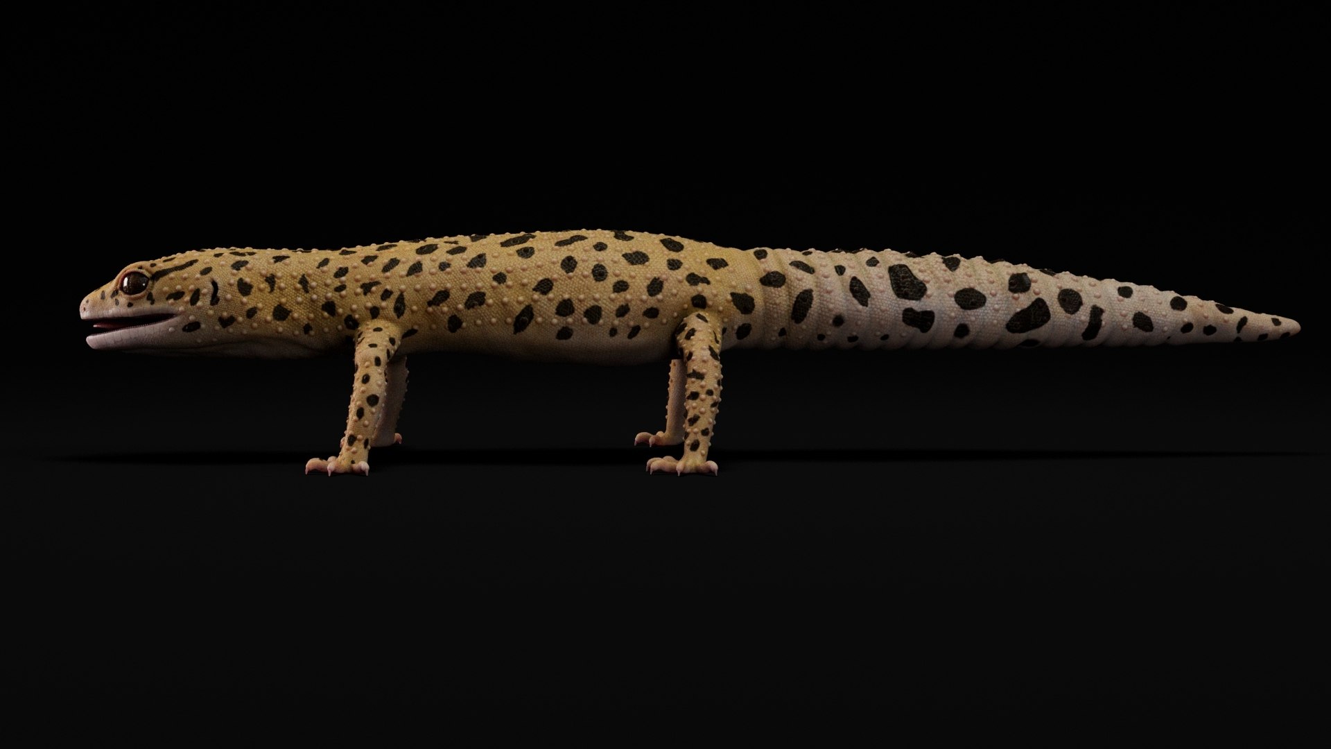 HQ Leopard Gecko 3D model https://p.turbosquid.com/ts-thumb/3l/CM0EBf/gr/15/jpg/1754803565/1920x1080/fit_q87/5181758b9dcda23c8da209311cfe52311725ff3e/15.jpg
