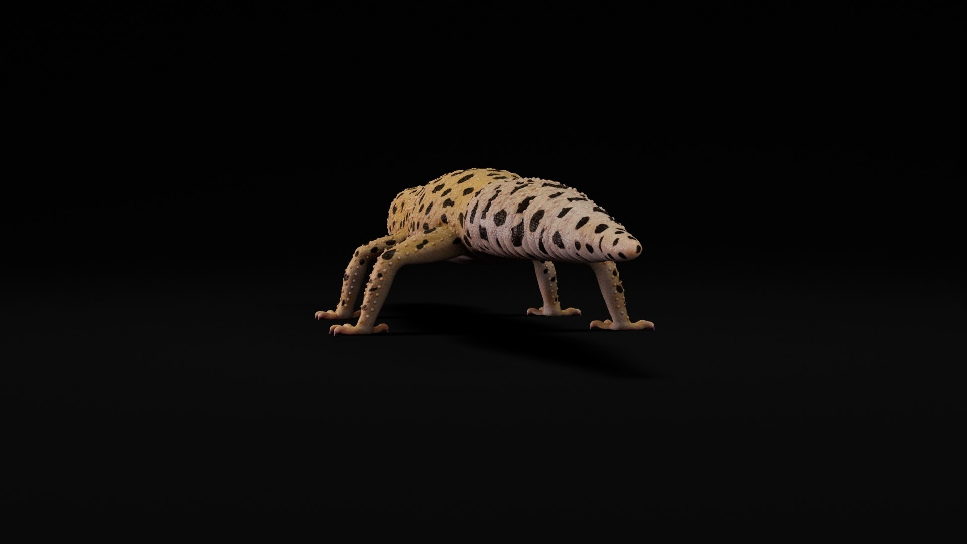 HQ Leopard Gecko 3D model https://p.turbosquid.com/ts-thumb/3l/CM0EBf/ih/11/jpg/1754803565/1920x1080/fit_q87/b3ebe5479a8d04edc006297c37ced537fd7103a0/11.jpg