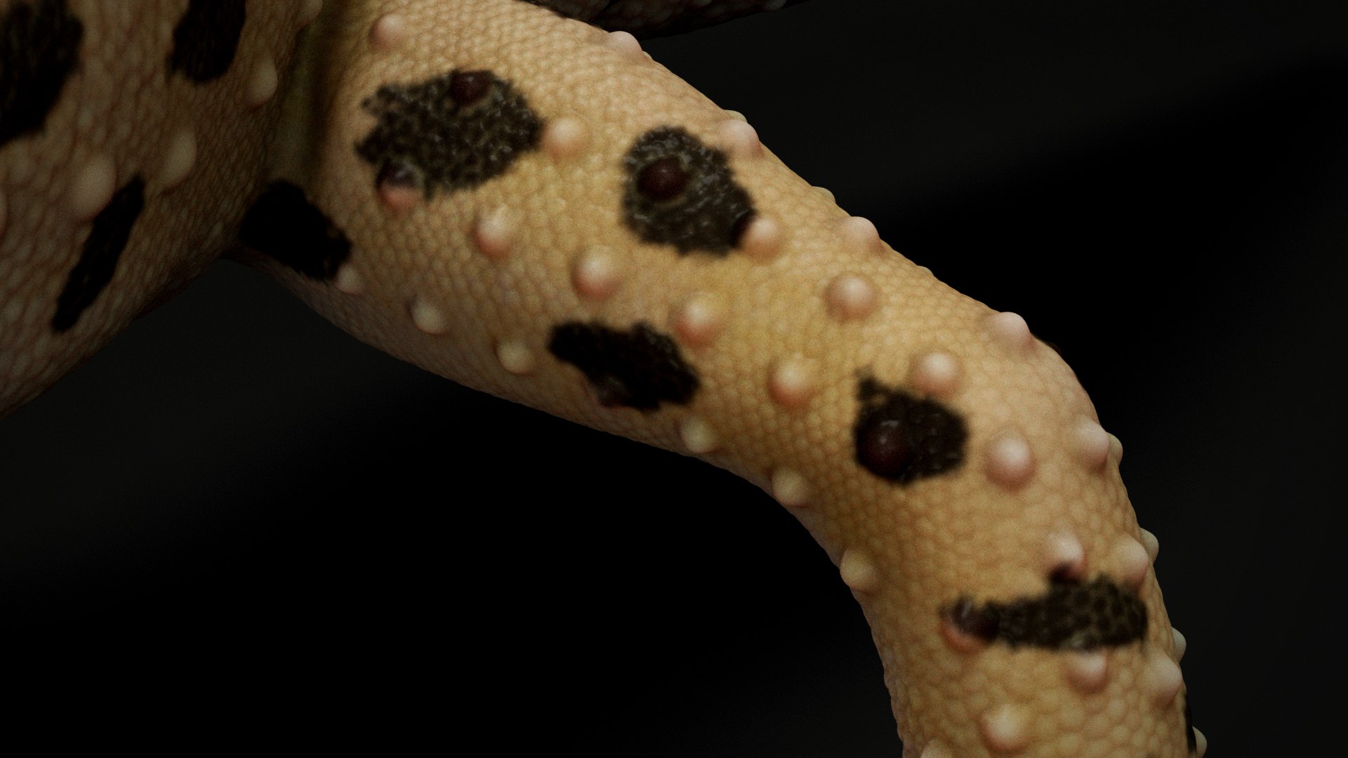 HQ Leopard Gecko 3D model https://p.turbosquid.com/ts-thumb/3l/CM0EBf/kG/s11copy/jpg/1754803482/1920x1080/fit_q87/f99e541b99f507059794bedd702cdaa76214e803/s11copy.jpg