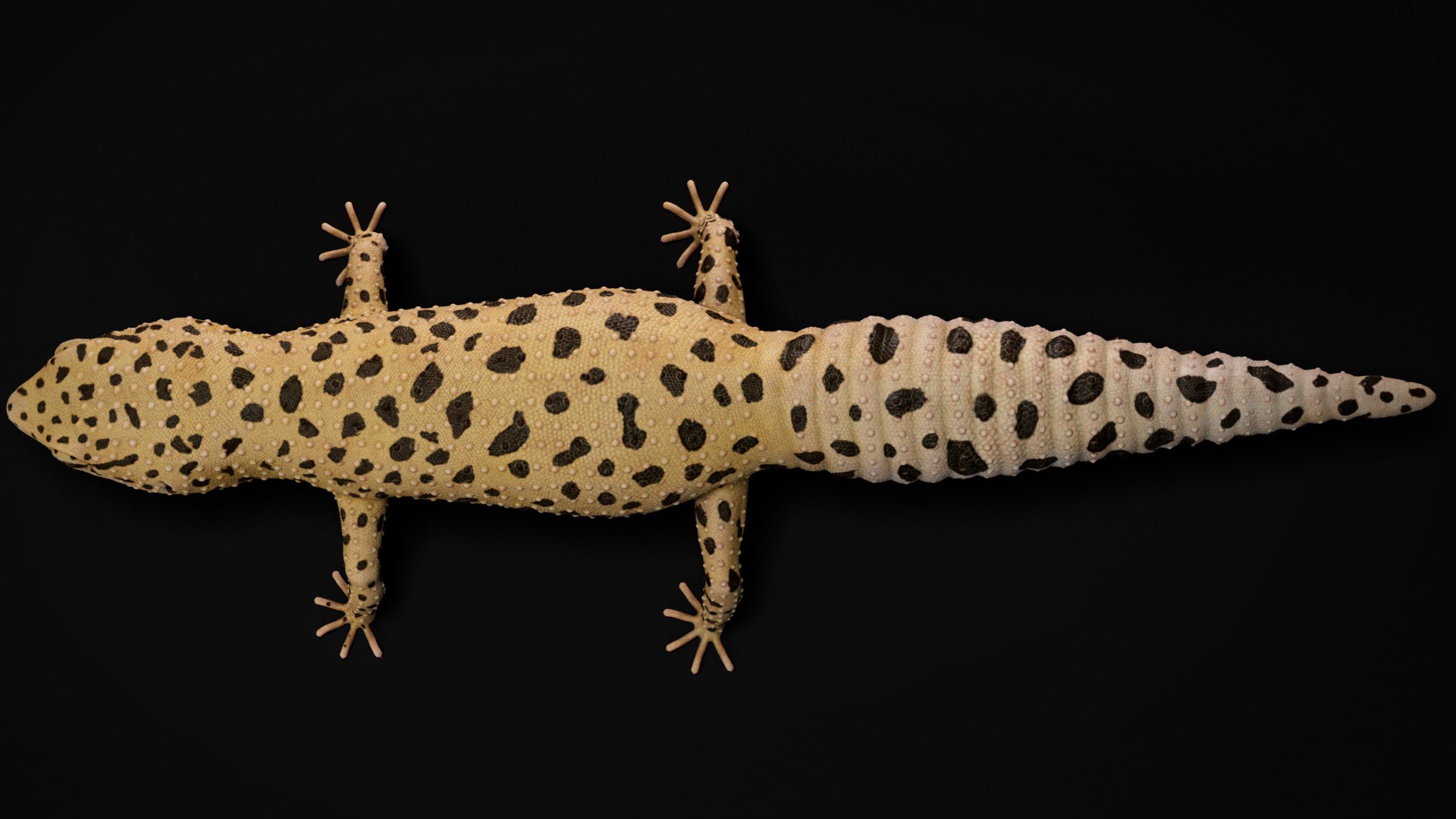 HQ Leopard Gecko 3D model https://p.turbosquid.com/ts-thumb/3l/CM0EBf/mL/s16copy/jpg/1754803485/1920x1080/fit_q87/70a48af1b4bd79c584b445eb3c2b0d8563edf158/s16copy.jpg