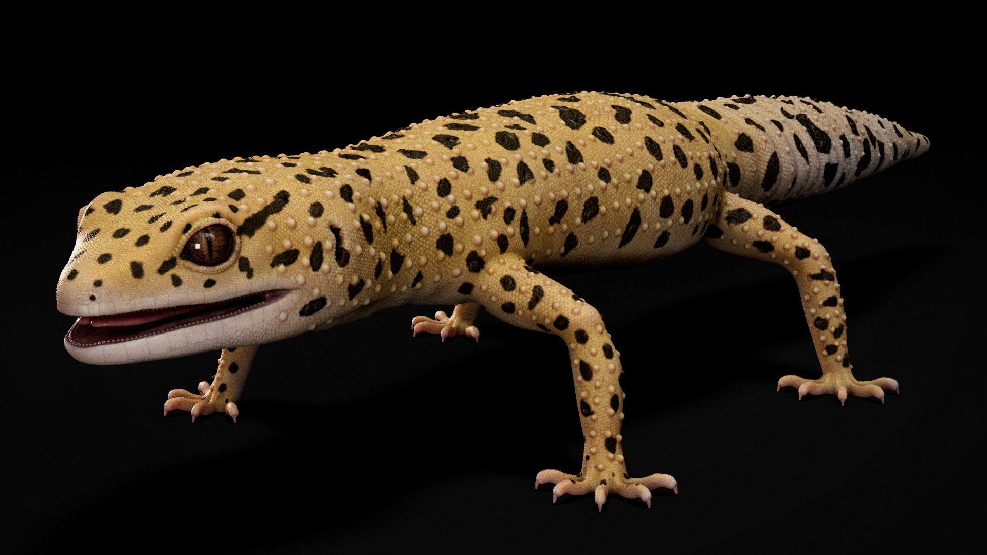 HQ Leopard Gecko 3D model https://p.turbosquid.com/ts-thumb/3l/CM0EBf/yC/s1copy/jpg/1754803474/1920x1080/fit_q87/094b7ee65158d6e72905a6594276e9c35e6b8577/s1copy.jpg