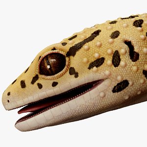 HQ Leopard Gecko 3D model
