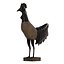 Rooster