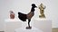 Rooster