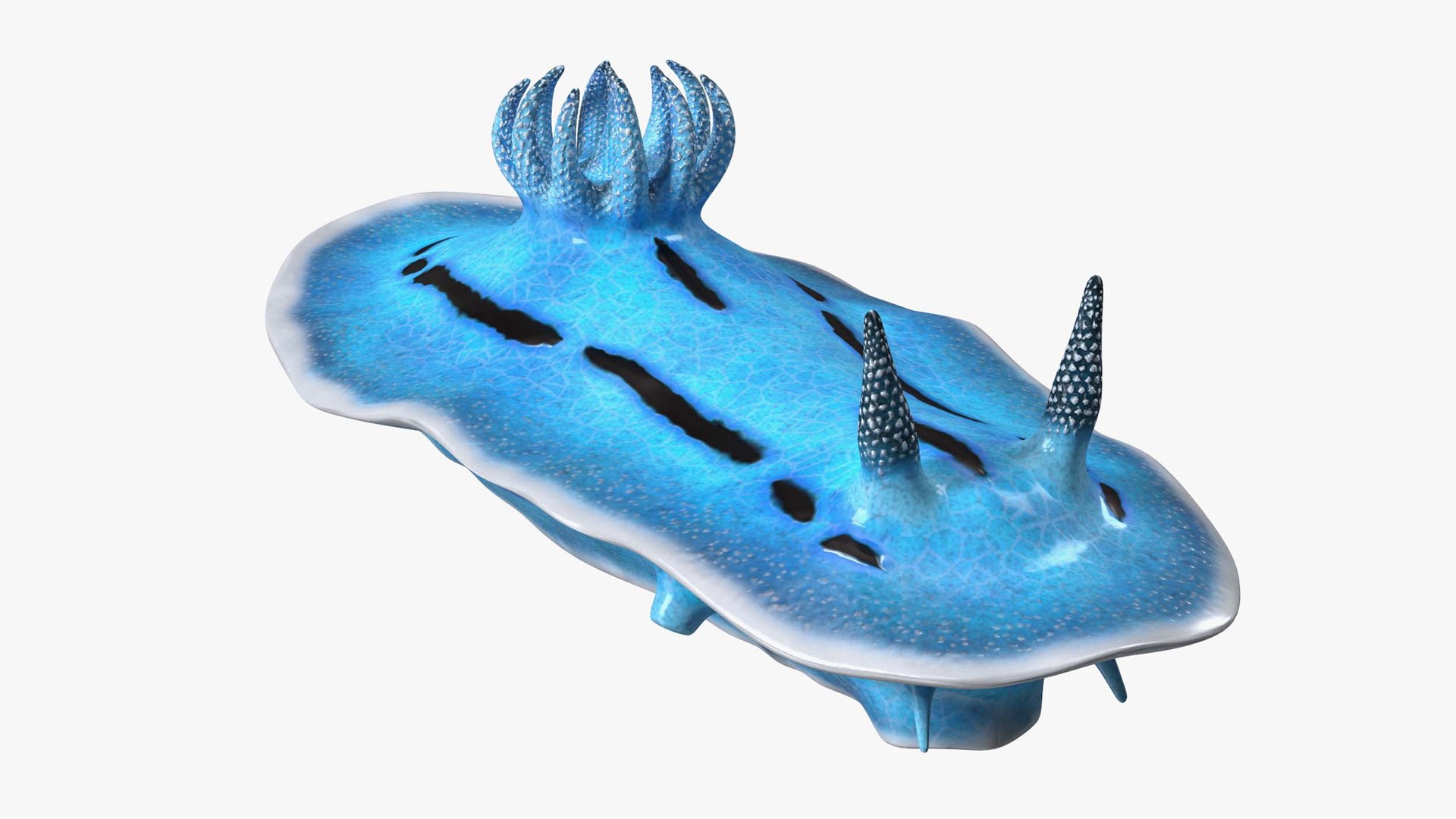 Blue Sea Slug Rigged for Cinema 4D 3D model preview