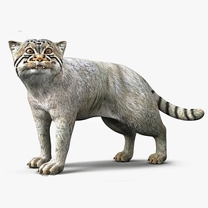 3D Pallas Cat Rigged model