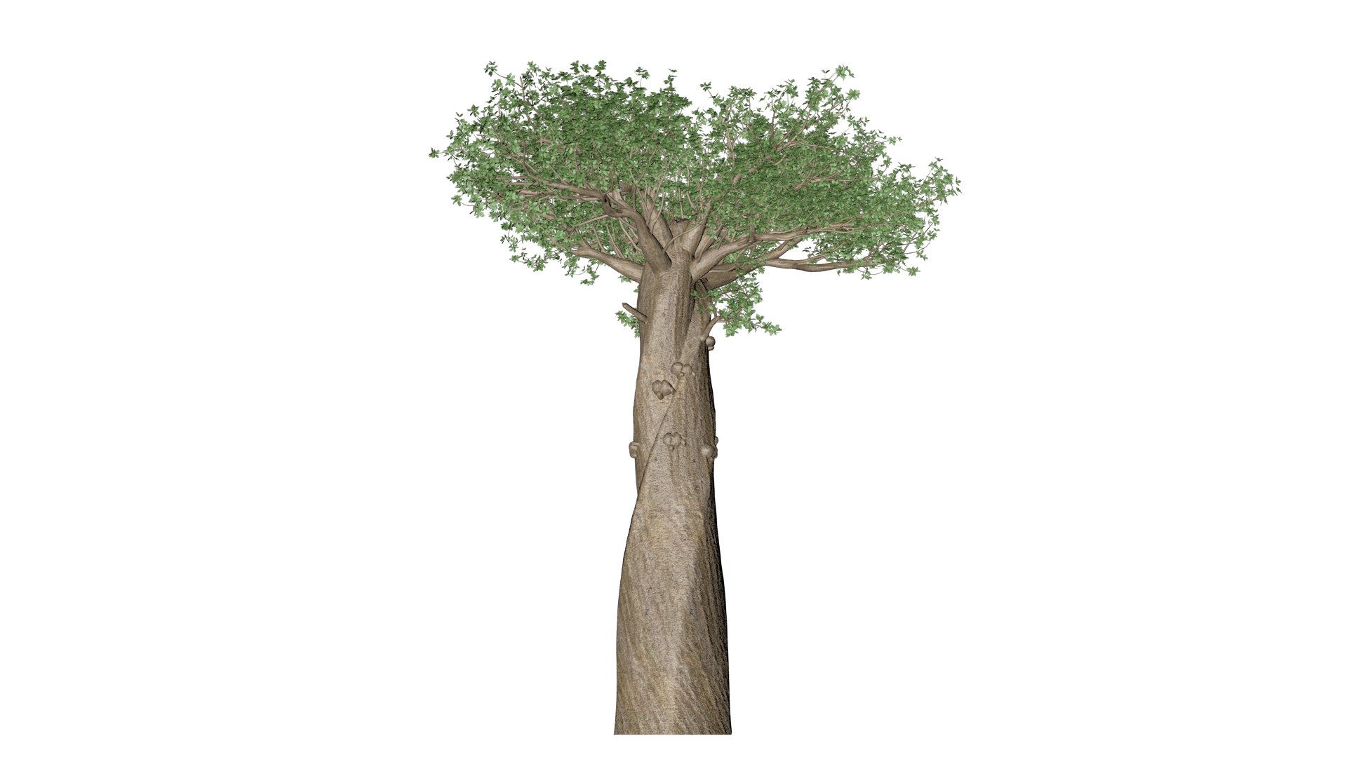 3D Madagascan Baobab Tree - 03 - https://p.turbosquid.com/ts-thumb/3l/PsXaZC/CR/mb_32/png/1742241540/1920x1080/fit_q87/34864c1e9c2c31126ed34f9fa0beb0378fa9a1ff/mb_32.jpg