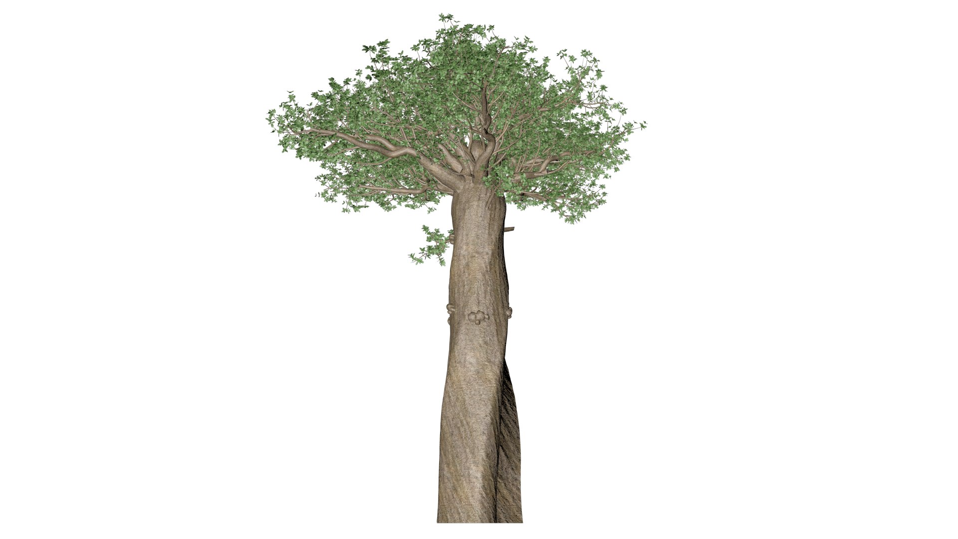 3D Madagascan Baobab Tree - 03 - https://p.turbosquid.com/ts-thumb/3l/PsXaZC/mL/mb_3/png/1742241538/1920x1080/fit_q87/ea8081a62ffa00c470714857ddd72fa0a78657de/mb_3.jpg