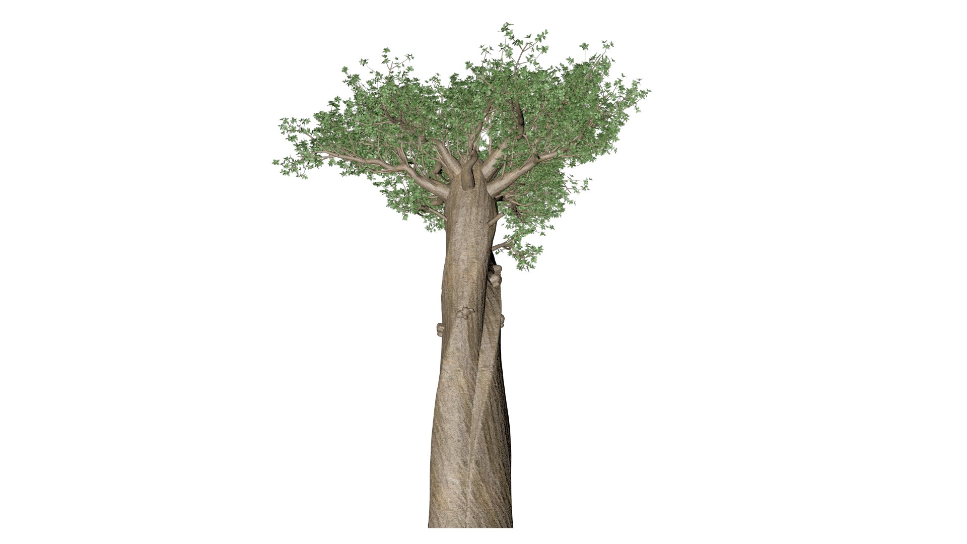 3D Madagascan Baobab Tree - 03 - https://p.turbosquid.com/ts-thumb/3l/PsXaZC/u0/mb_31/png/1742241540/1920x1080/fit_q87/4a9971cb230c5feb1af254f7aca689efdc714b53/mb_31.jpg