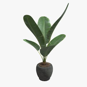 Indoor Plant 2 3D model