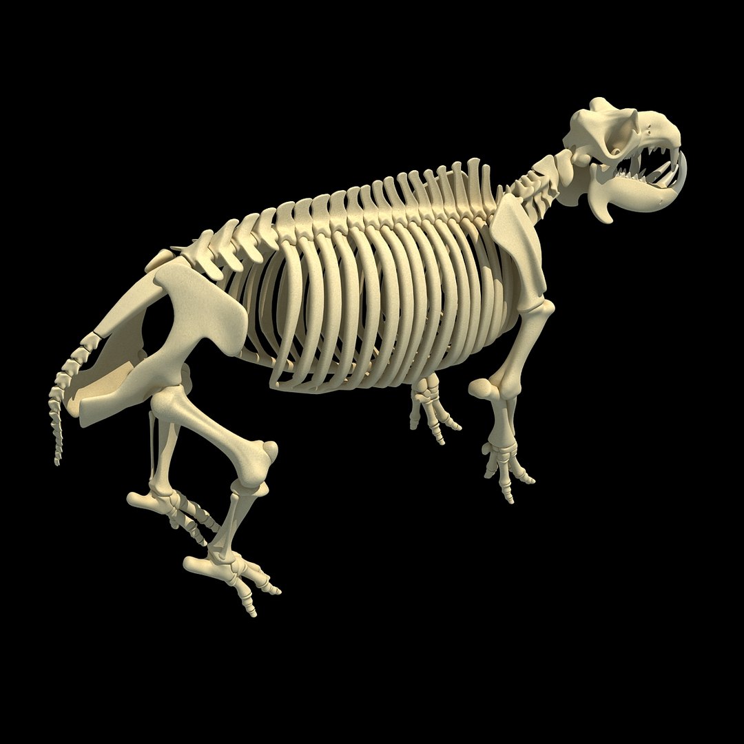 3dsmax Hippopotamus River Horse Skeleton